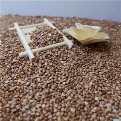 Китайская сладкая черная гречка