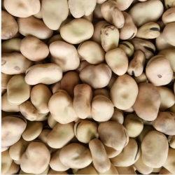 Высококачественные конские бобы 