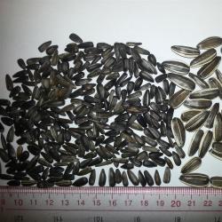 Семена подсолнечника 