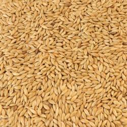 Канареечное семя для кормления птиц