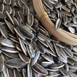 Семена подсолнечника длинной формы 