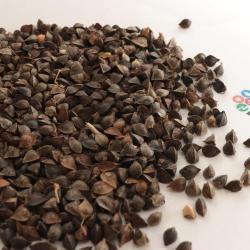 Сладкая гречневая крупа для кормления птиц