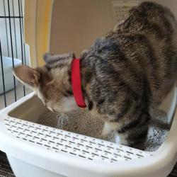 Бентонитовый песок для кошек 