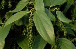 Экстракт черного перцаHPLC 5% пиперин из плодов Piper Nigrum (арт. 25-17072312)