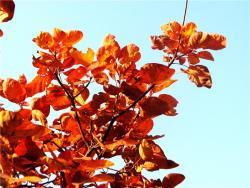 Экстракт физетина 98% (арт. 25-17072334)