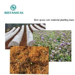 Спортивная добавка с экстрактом цианотиса арахноидея 10%-90% (арт. 25-17072355)