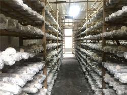 Увлажняющий экстракт трепанга с полисахаридами 90% (арт. 25-17072474)