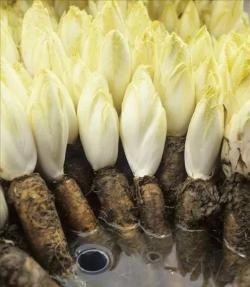 Пищевой порошок органического инулина Cichorium Sweetener Water Soluble 90% (арт. 25-17072628)