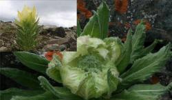 Экстракт снежного лотоса для ухода за кожей (арт. 25-17072635)