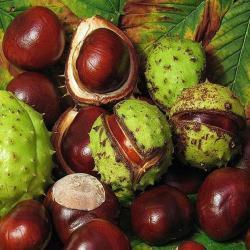 Экстракт каштана конского 20% в порошке (арт. 25-17072646)