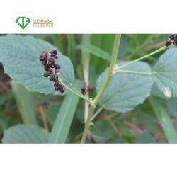 Масло Bakuchiol 98% жидкое (арт. 25-17072650) 