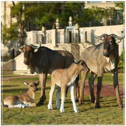 Скульптура льва из стеклопластика, гигантская статуя (арт. 26-1090565)