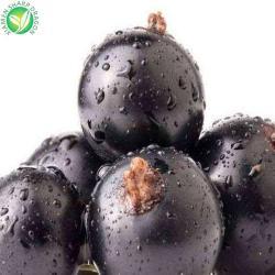 Ягоды замороженные органические черная и красная смородина (арт. 26-1302092)