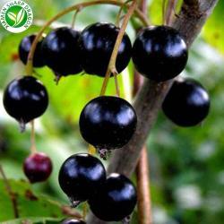 Ягоды замороженные органические черная и красная смородина (арт. 26-1302092)