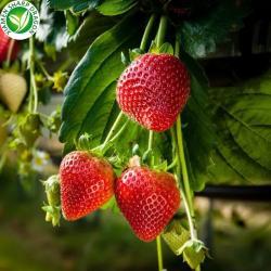 Замороженная клубника IQF несладкая свежая (арт. 26-1302095)