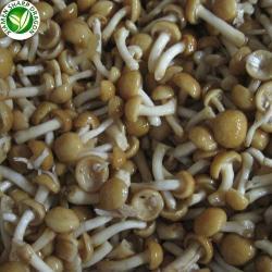 Грибы замороженные плевротус остеатус IQF для питания (арт. 26-1302097)