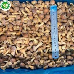 Грибы замороженные плевротус остеатус IQF для питания (арт. 26-1302097)