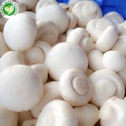 Шампиньоны белые замороженные целые органические (арт. 26-1302099)