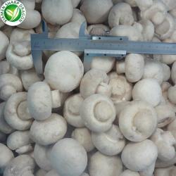 Грибы шампиньоны замороженные белые для посадки (арт. 26-1302101)