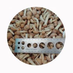 Грибы замороженные nameko IQF для кухни (арт. 26-1302104)