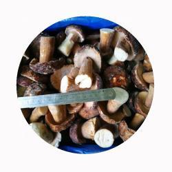 Грибы замороженные белые для выращивания (арт. 26-1302136)