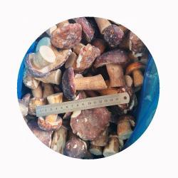 Грибы замороженные белые для выращивания (арт. 26-1302136)