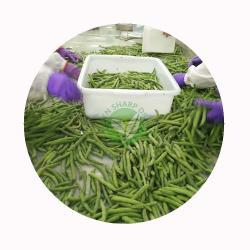 Замороженная стручковая фасоль IQF для мировых рынков (арт. 26-1302189)