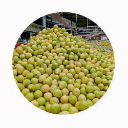 Грейпфрут помело свежий 10 кг класс 1 (арт. 26-1302309)