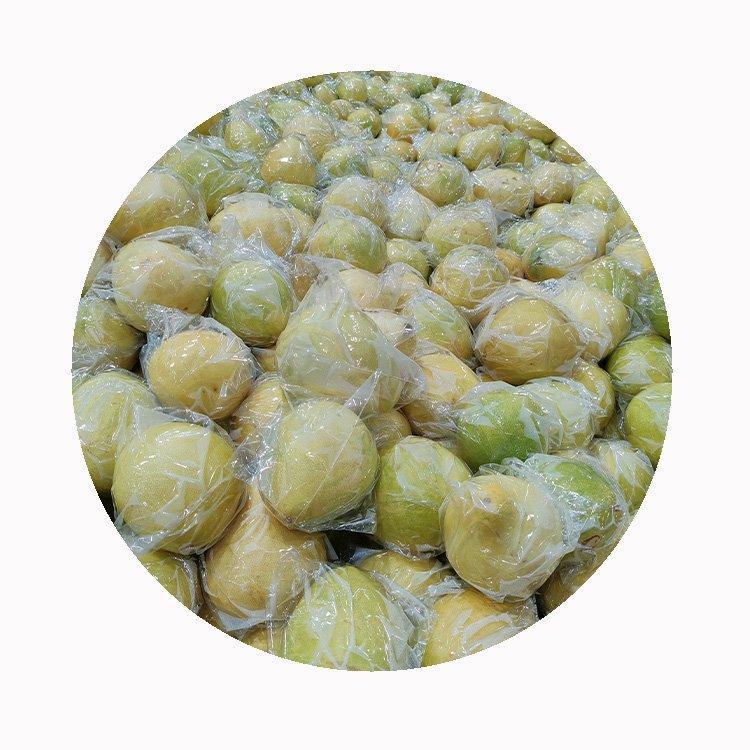 Грейпфрут драконий желтый 100см 10кг для здоровья (арт. 26-1302319)