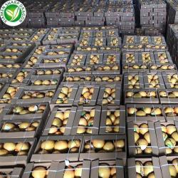 Грейпфрут драконий желтый 100см 10кг для здоровья (арт. 26-1302319)