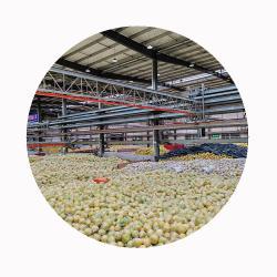 Помело шатиенское крупное для экспорта (арт. 26-1302328)