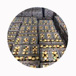 Помело китайское сертифицированное HACCP ISO для экспорта (арт. 26-1302329)